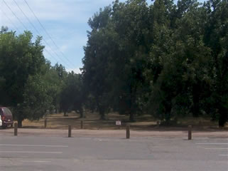 Pecan Grove